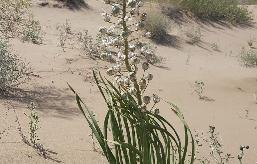 Altyn-Emel: 1-Day Jeep Tour to the Mystical Singing Dune