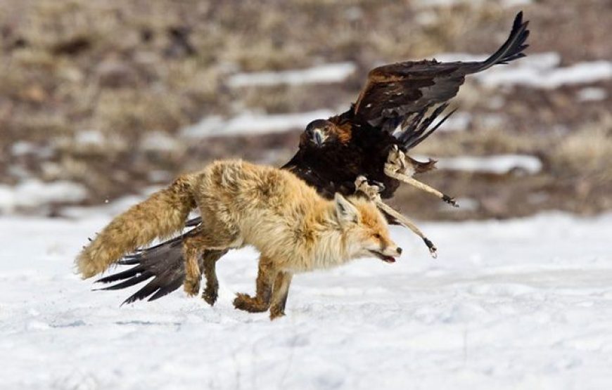 Hunting with a Golden Eagle