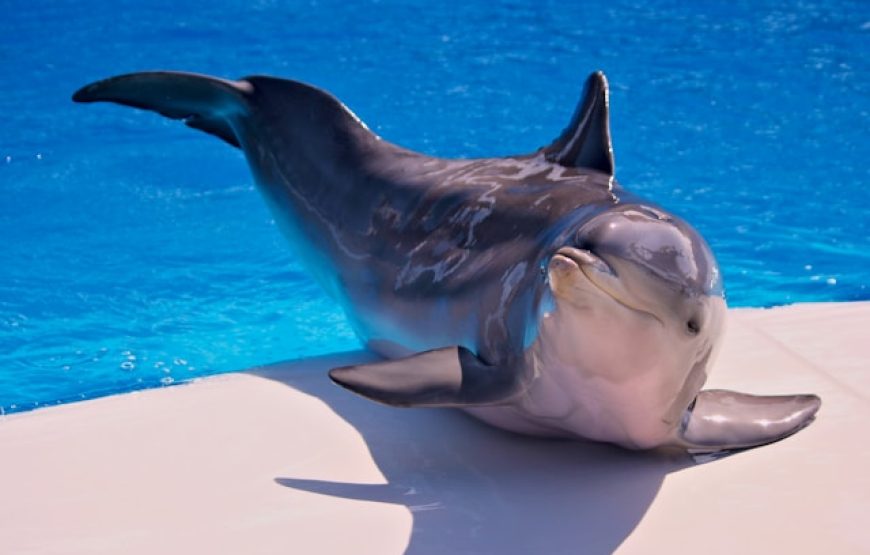 Dolphinarium