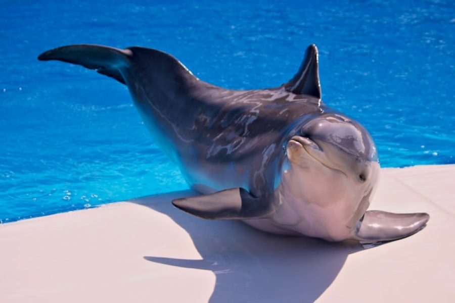 Dolphinarium