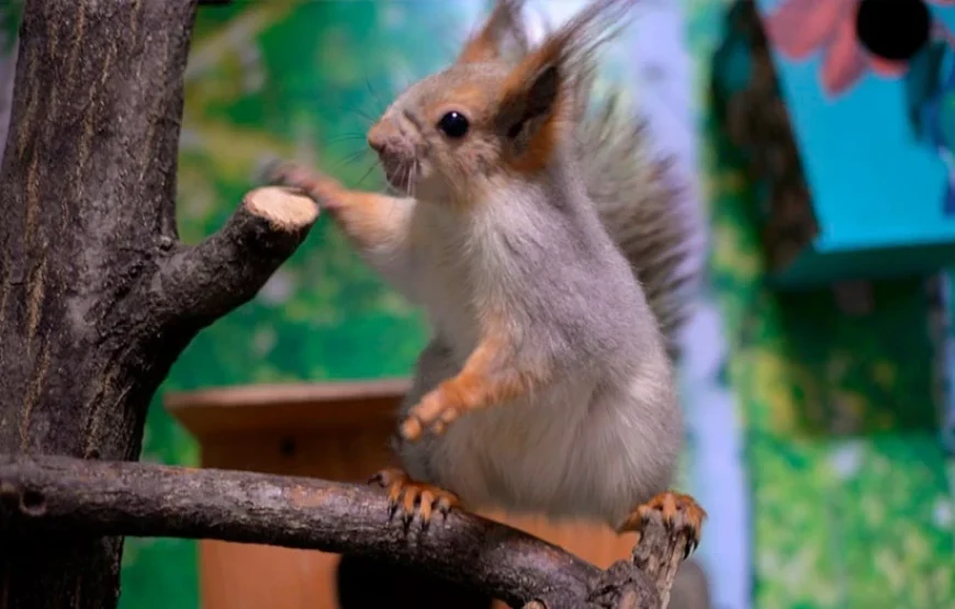 Mini Zoo: Best Exotic Animals