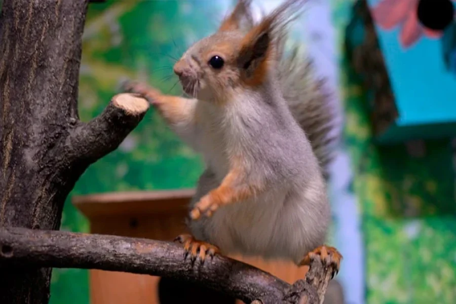 Mini Zoo: Best Exotic Animals